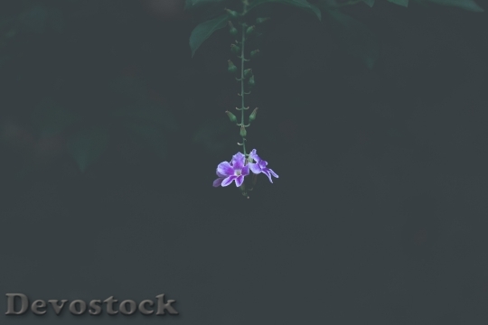 Devostock Nature Leaf Flower 118938 4K