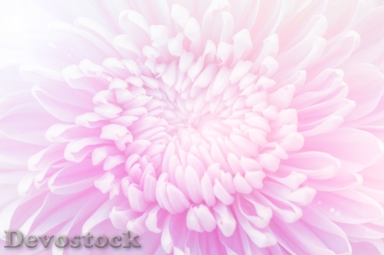 Devostock Nature Petals Blur 59501 4K