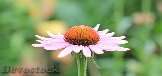 Devostock Nature Plant Flower 15872 4K