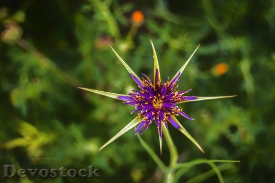 Devostock Nature Plant Flower Wild 68833 4K.jpeg