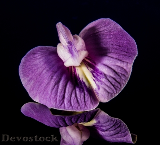 Devostock Nature Purple Flower 6275 4K
