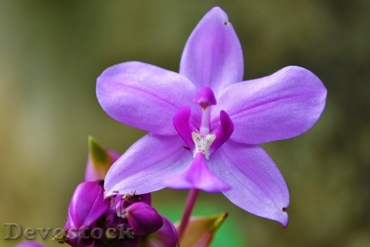 Devostock Nature Purple Flower 6303 4K