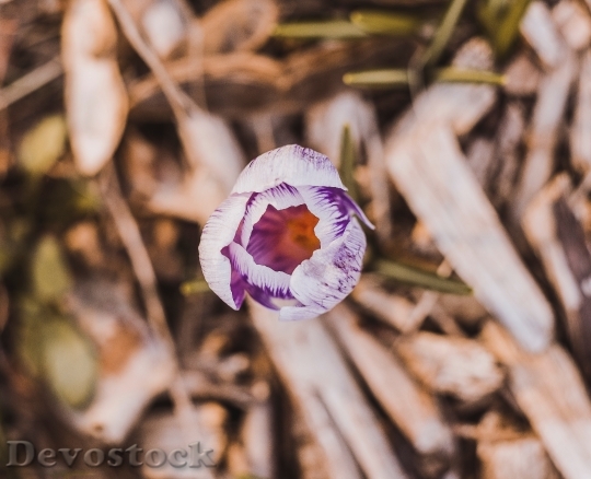 Devostock Nature Purple Petals 96679 4K