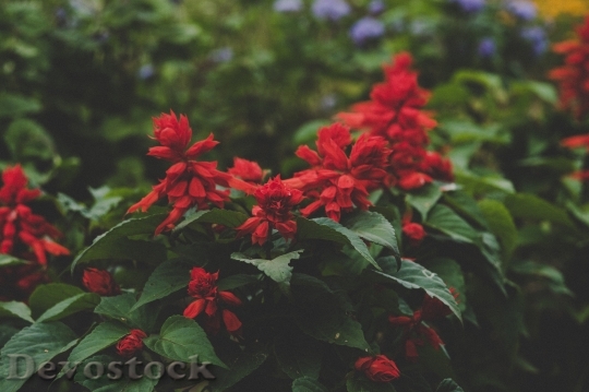 Devostock Nature Red Flowers 76890 4K