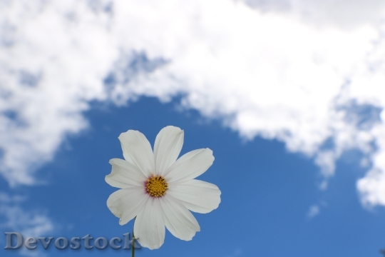 Devostock Nature Sky Flower 26203 4K