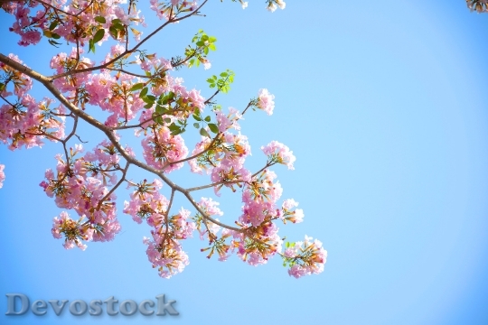 Devostock Nature Sky Flowers 9654 4K