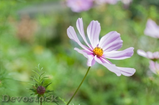 Devostock Nature Spring Flower 6977 4K