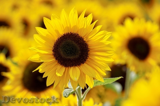 Devostock Nature Sunny Flowers 116984 4K