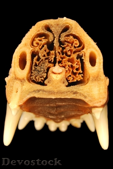 Devostock Nose Tooth Anatomy Dog 0 HD