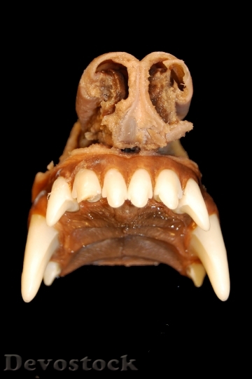 Devostock Nose Tooth Anatomy Dog HD