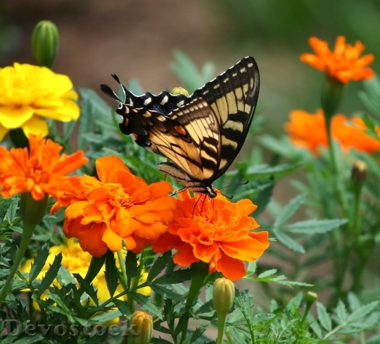 Devostock Old World Swallowtail Butterfly Papilio Machaon Insect 8616 4K.jpeg