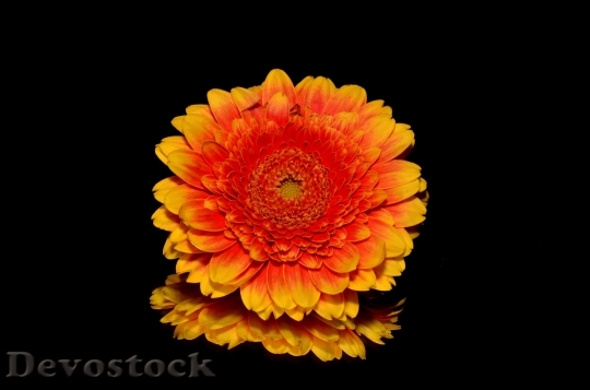 Devostock Orange Flower Autumn 6476 4K.jpeg