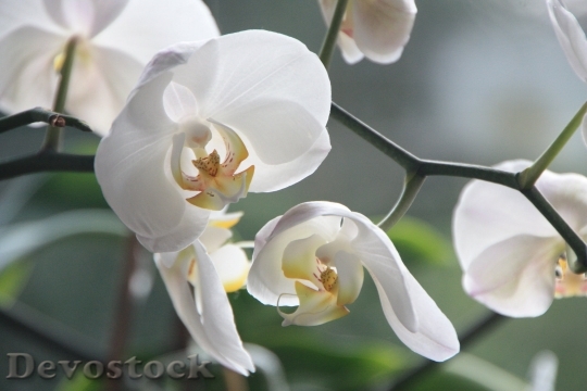 Devostock Orchid Flower Blossom Bloom 8716 4K.jpeg