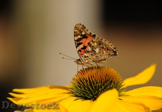 Devostock Painted Lady Butterfly Insect Walking Butterfly 15853 4K.jpeg