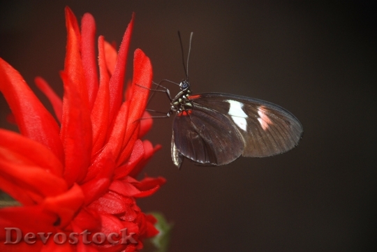 Devostock Papilio Rumanzovia Butterfly Animal 8742 4K.jpeg