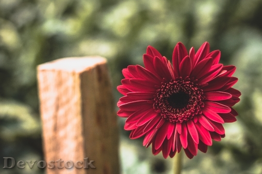 Devostock Petals Blur Flower 55624 4K