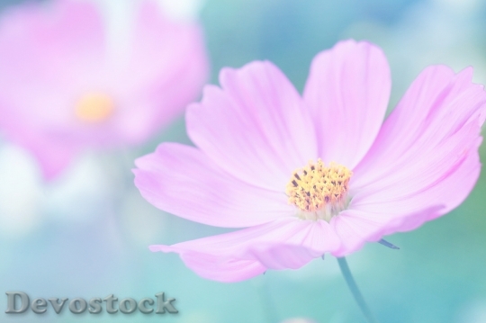 Devostock Petals Blur Flower 59272 4K