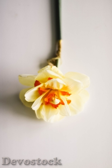 Devostock Petals Blur Flower 98300 4K