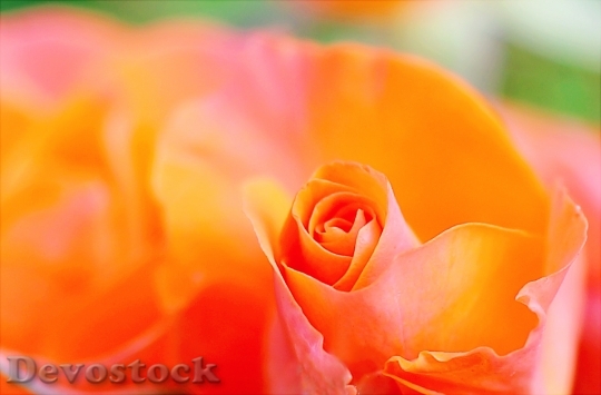Devostock Petals Flower Colors 95445 4K