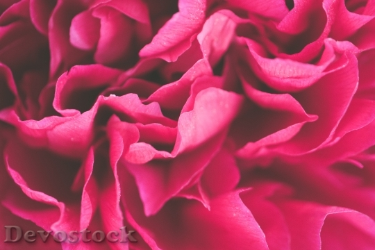 Devostock Petals Flower Pink 111815 4K