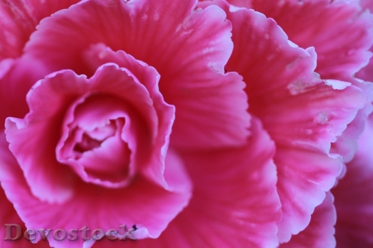 Devostock Petals Flower Pink 125947 4K