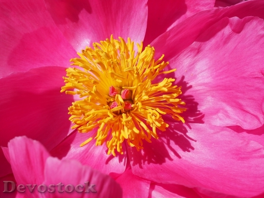 Devostock Petals Flower Pink 4564 4K