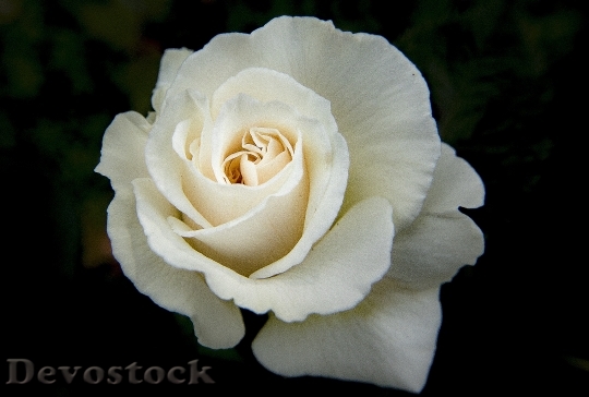 Devostock Petals Flower Rose 16016 4K