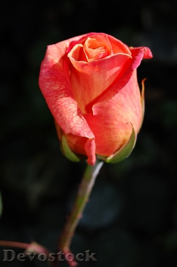 Devostock Petals Flower Rose 6020 4K