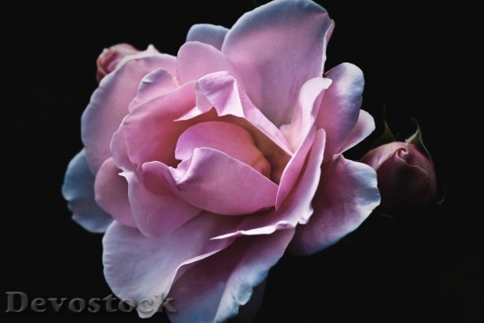 Devostock Petals Flower Roses 7051 4K