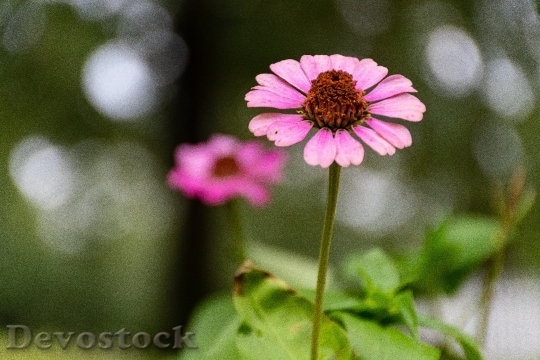 Devostock Petals Plant Blur 136756 4K
