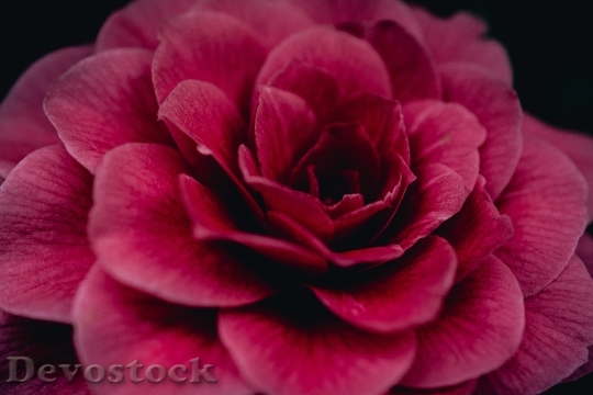 Devostock Petals Plant Blur 82837 4K