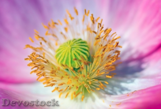Devostock Plant Flower Bloom 125798 4K