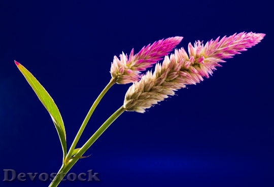 Devostock Plant Flower Bloom 6097 4K