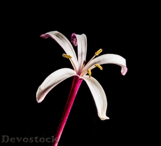 Devostock Plant Flower Bloom 6098 4K