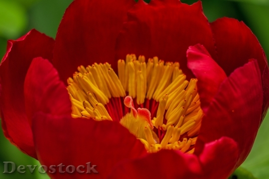 Devostock Plant Flower Bloom 6867 4K