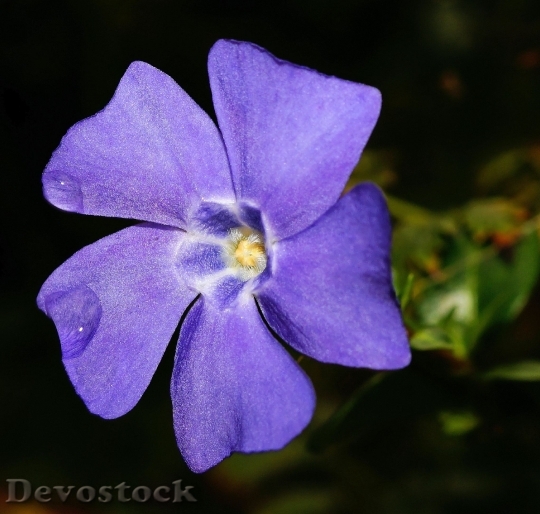 Devostock Plant Flower Macro 4567 4K
