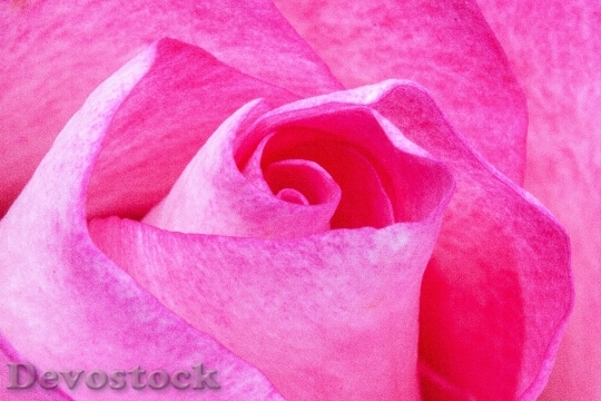 Devostock Plant Flower Pink 6279 4K