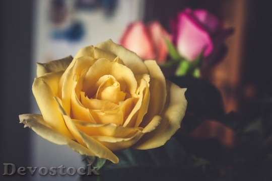 Devostock Plant Flower Rose 100930 4K