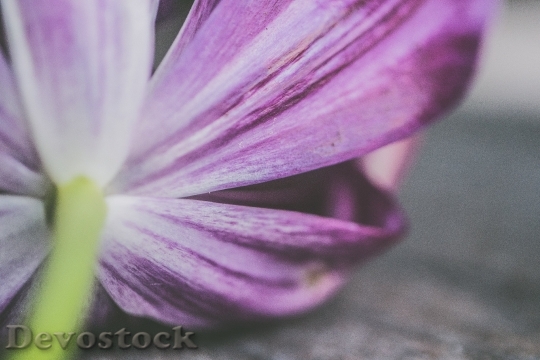 Devostock Purple Blur Flower 103904 4K
