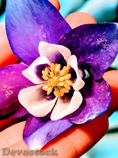 Devostock Purple Flower Bloom 108213 4K