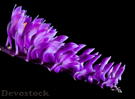 Devostock Purple Flower Bloom 5334 4K