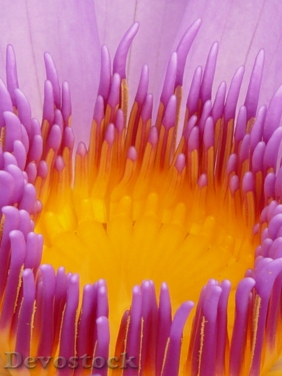 Devostock Purple Flower Bloom 8726 4K