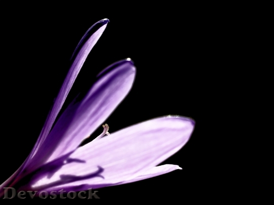 Devostock Purple Flower Macro 6561 4K