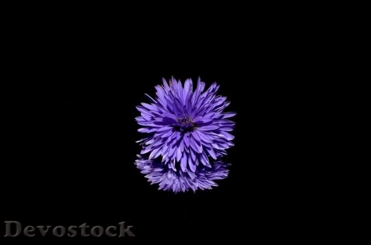 Devostock Purple Flower Reflection 6524 4K