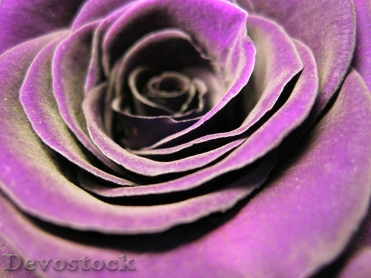 Devostock Purple Petals Plant 5383 4K