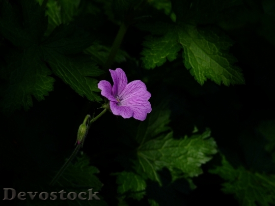 Devostock Purple Plant Flower 6522 4K