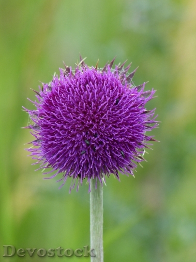 Devostock Purple Plant Flower 6776 4K