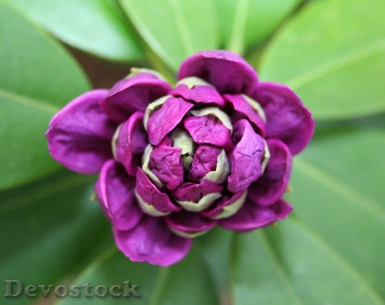 Devostock Purple Plant Flower 8755 4K