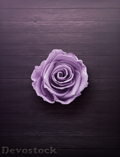 Devostock Purple Plant Flower 97160 4K