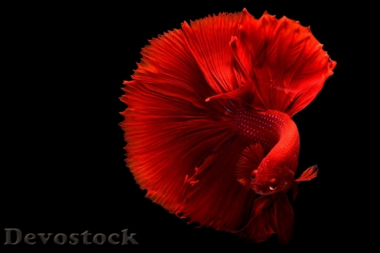 Devostock Red Animal Fish 133571 4K